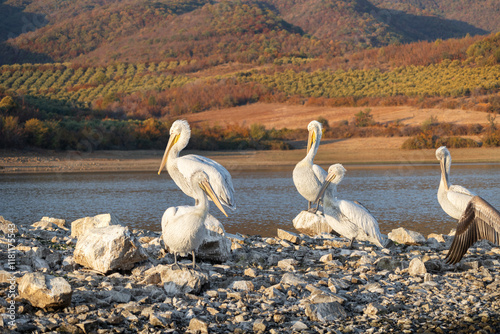 Dalmatian pelican or Pelecanus crispus during migratory season on the Kerkini lake National Park, Greece photo