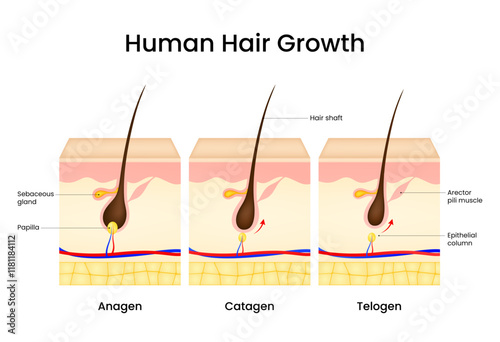 Stages of Human Hair Growth