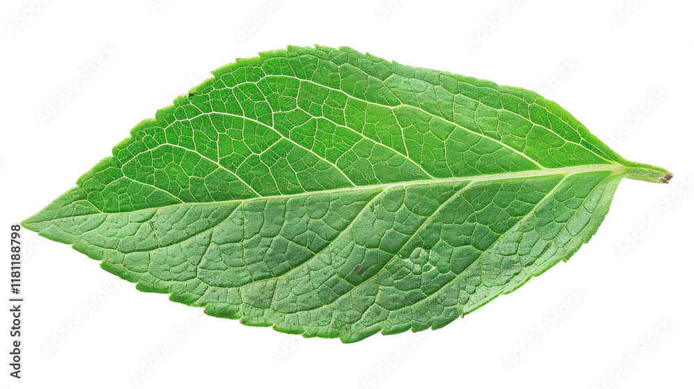 Fresh green leaf showcasing intricate details and vibrant color transparent background Fresh green leaf showcasing intricate details and vibrant color transparent background