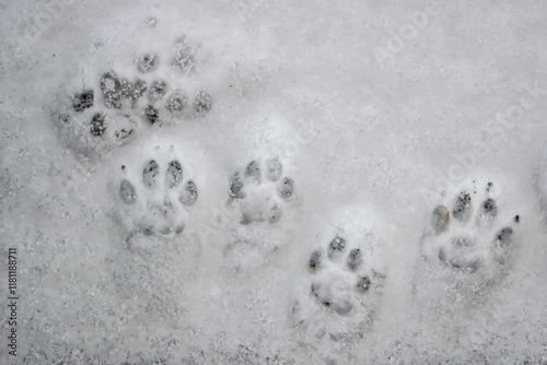 Cat footprints, cat trail in the white snow in the winter, close up, top view