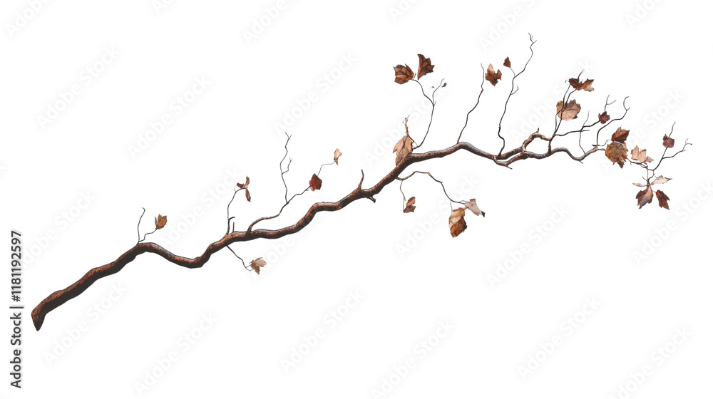 Tree branch transparent background Tree branch transparent background