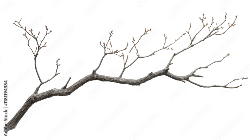 Tree branch transparent background Tree branch transparent background