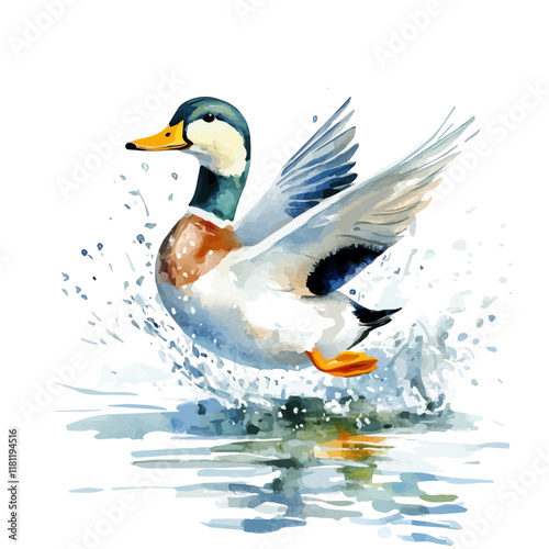 A watercolor drawing of a duck swimming in a pond, isolated on a white background. Duck vector.
