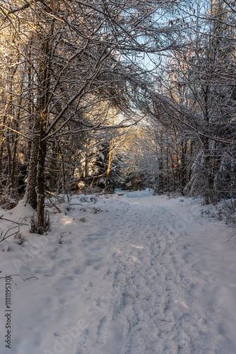 Snow covered hiking trail in winter forest in Moravskoslezske Beskydy mountains in Czech republic photo