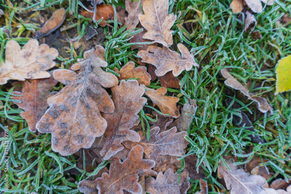 Frosted brown oak leaves scattered on vibrant green grass create a textured and colorful autumn-to-winter transition scene Frosted brown oak leaves scattered on vibrant green grass create a textured and colorful autumn-to-winter transition scene