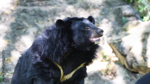 Asian Black Bear at Khao Kheow Zoo