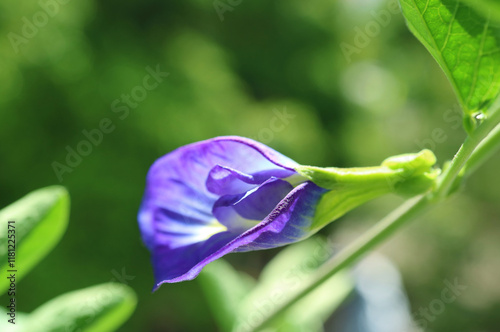 Closeup of a Gorgeous Butterfly Pea or Aparajita Flower Blossoming on Its Tree photo