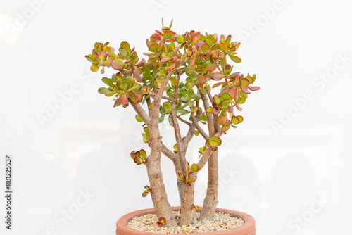 Crassula ovata money tree or dollar tree on white isolated background photo