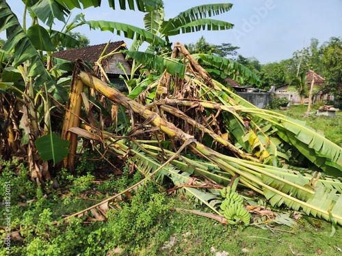 Aftermath of a Storm: Fallen Banana Trees and Damaged Vegetation in a Rural Setting