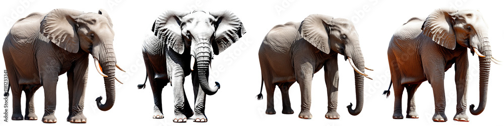 Fototapeta premium a diverse representation of elephants showcasing their majestic forms