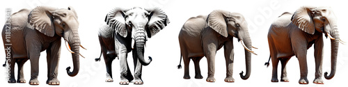  a diverse representation of elephants showcasing their majestic forms photo