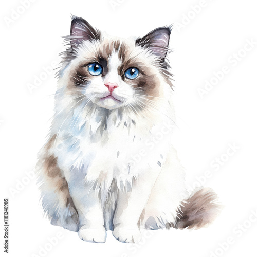 Adorable Ragdoll Cat Watercolor Illustration on transparent PNG background.
