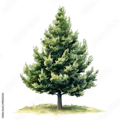 A watercolor vector of a Cypress Pine Tree, isolated on a white background. Cypress Pine Tree vector.
