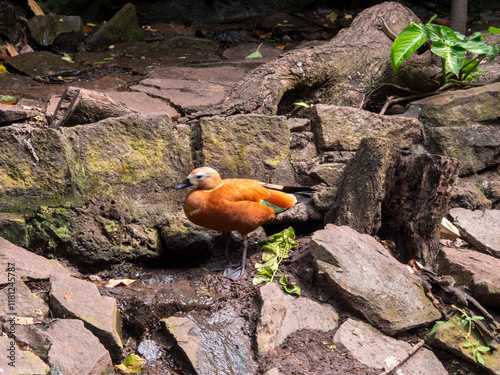 Animals in the Saigon zoo