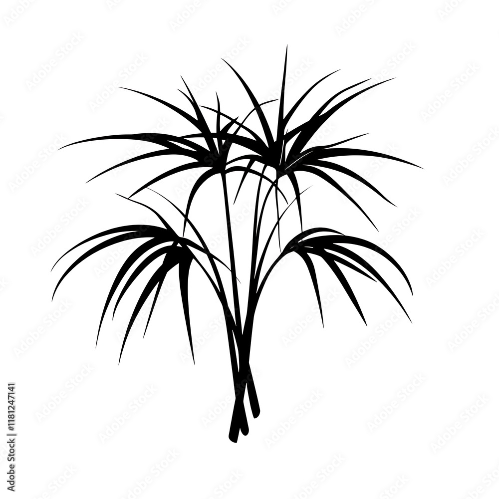 Obraz premium Black silhouette of papyrus plants.