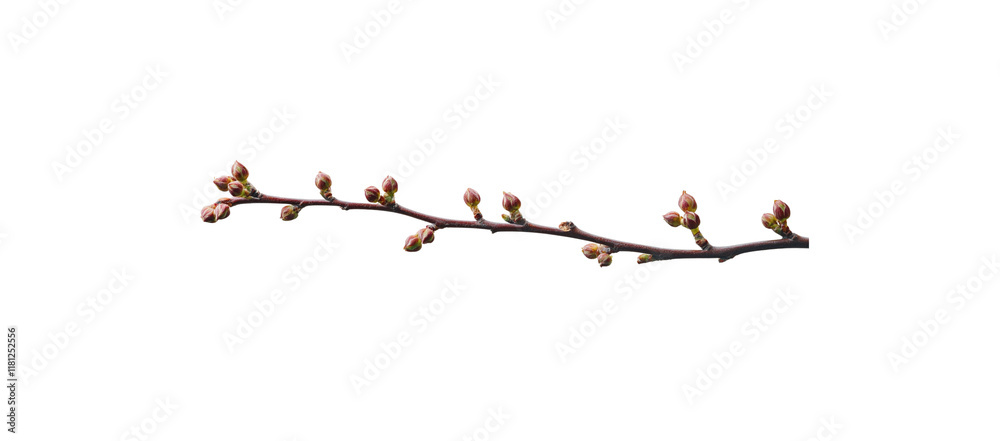 Straight branches with flower buds. Isolated on a white background Straight branches with flower buds. Isolated on a white background