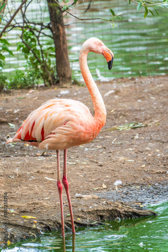 The greater flamingo, Phoenicopterus roseus, standing in water on lake shore. The greater flamingo, Phoenicopterus roseus, standing in water on lake shore.