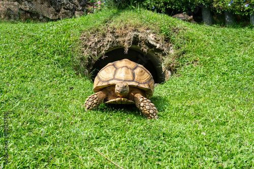 A large turtle is walking on green lawn.