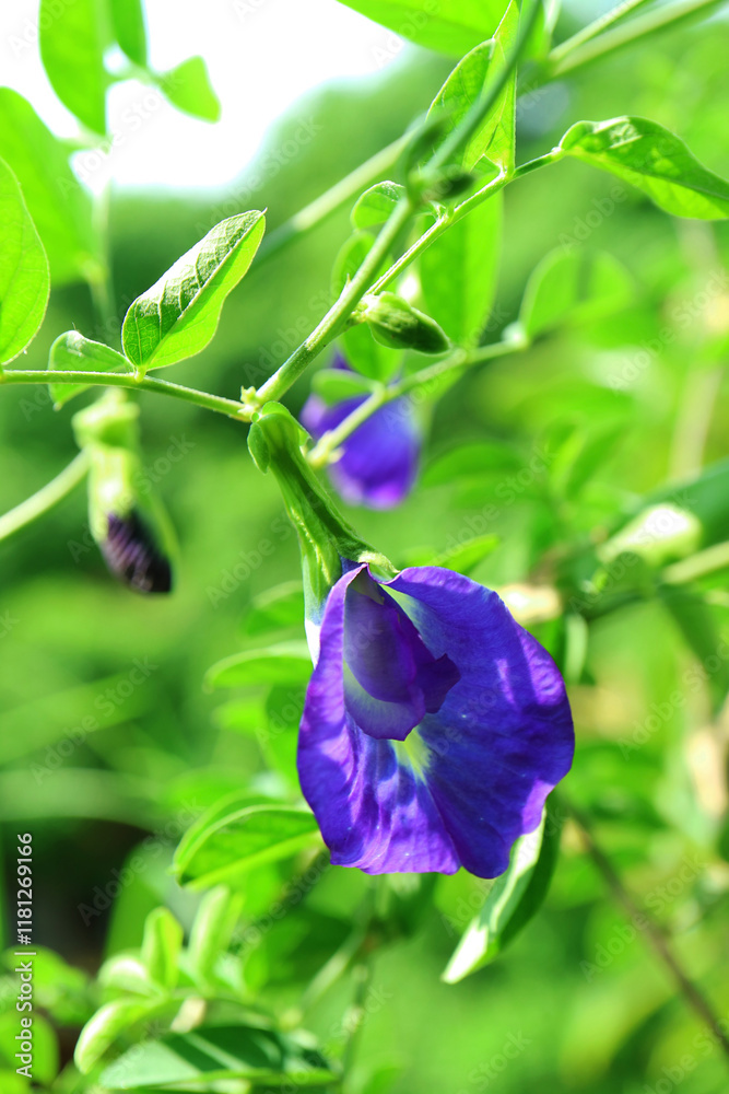 Closeup of a Stunning Butterfly Pea or Aparajita Flower with Buds Blooming in the Sunlight Closeup of a Stunning Butterfly Pea or Aparajita Flower with Buds Blooming in the Sunlight