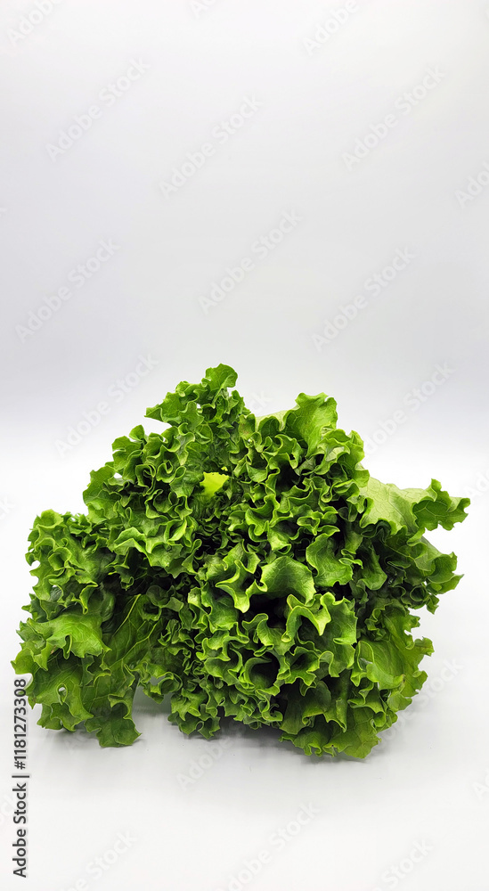 Fototapeta premium 양상추・レタス・lettuce
