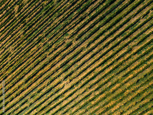 Aerial view of beautiful vineyards with green rows and natural patterns, Montalcino, Italy. photo