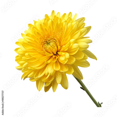 yellow chrysanthemum isolated on white