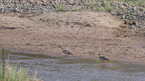 a tracking shot of a pair of egyptian geese walking on the banks of the oliphants river at balule nature reserve of kruger national park in south africa photo