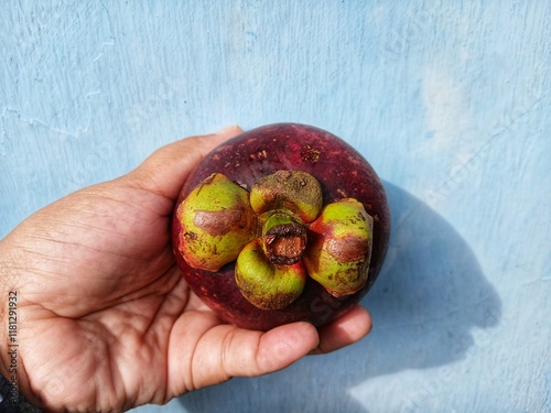 hand holding mangosteen isolated on blue background photo