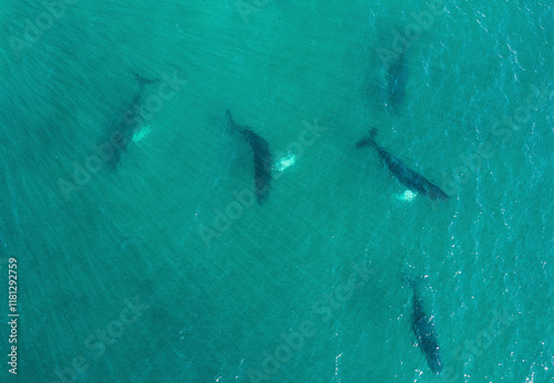 Wallpaper Mural Aerial view of majestic whales swimming in the crystal clear ocean, Samana, Dominican Republic. Torontodigital.ca