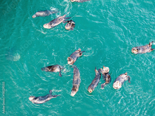 Aerial view of a serene group of otters swimming in turquoise waters, Unalaska, United States. photo