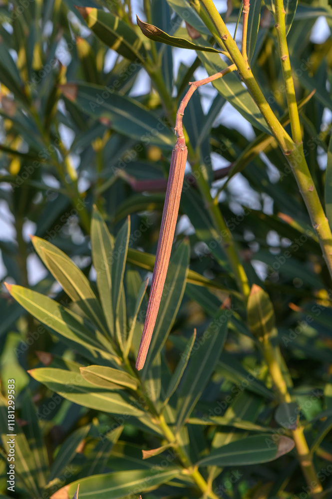 Fototapeta premium Nature's delicate balance: a slender pod sways gently in the warm afternoon sun