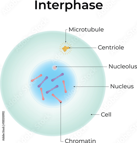 Interphase Science Design Vector Illustration Diagram photo