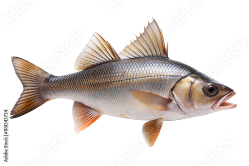 Silver fish with distinct the fins swimming through clear water in a natural habitat environment photo