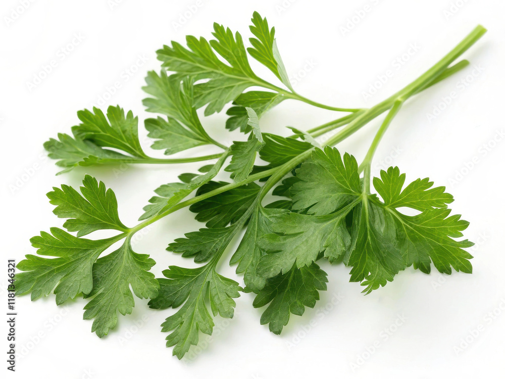 Fresh green parsley leaves with vibrant color and texture Fresh green parsley leaves with vibrant color and texture