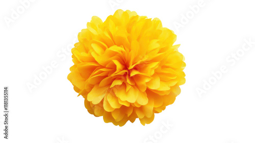 Pom pom transparent background