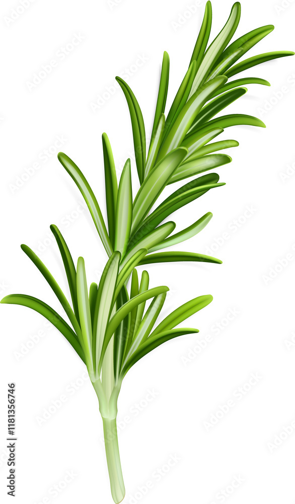 Obraz premium Rosemary Leaves