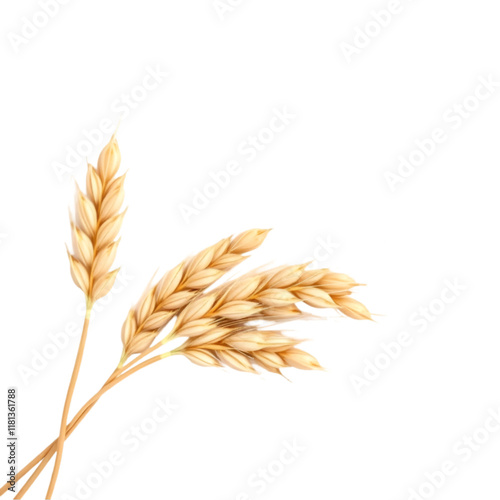 Spikelets of wheat isolate on white background Selection focus.