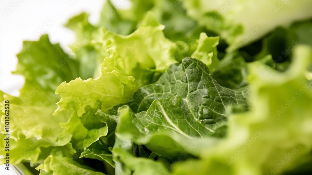 Fresh Green Lettuce Leaves Close Up Healthy Vibrant Salad Ingredient Texture Fresh Green Lettuce Leaves Close Up Healthy Vibrant Salad Ingredient Texture