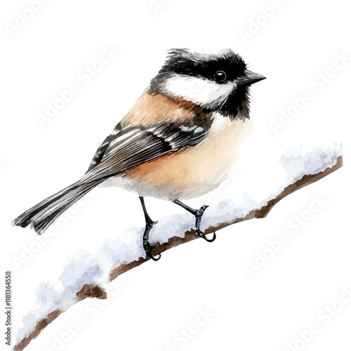 A watercolor drawing of a chickadee perched on a snowy branch, isolated on a white background. Chickadee vector.
