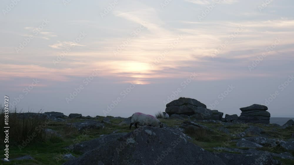 Dartmoor Sheep Over Mountains In Dartmoor National Park, Devon UK. Slow Motion Shot Dartmoor Sheep Over Mountains In Dartmoor National Park, Devon UK. Slow Motion Shot