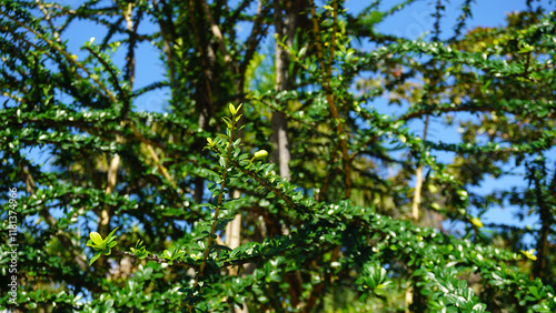 Crescentia mirabilis or Calabash tree in the park of Tenerife,Canary Islands,Spain.Selective focus.