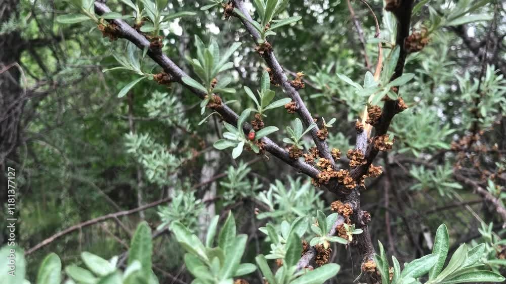 Ladybug crawls along the branches of a sea buckthorn tree Ladybug crawls along the branches of a sea buckthorn tree