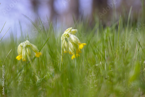 Fototapeta Naklejka Na Ścianę i Meble -  
Meadows with flowers that look like yellow poppies.