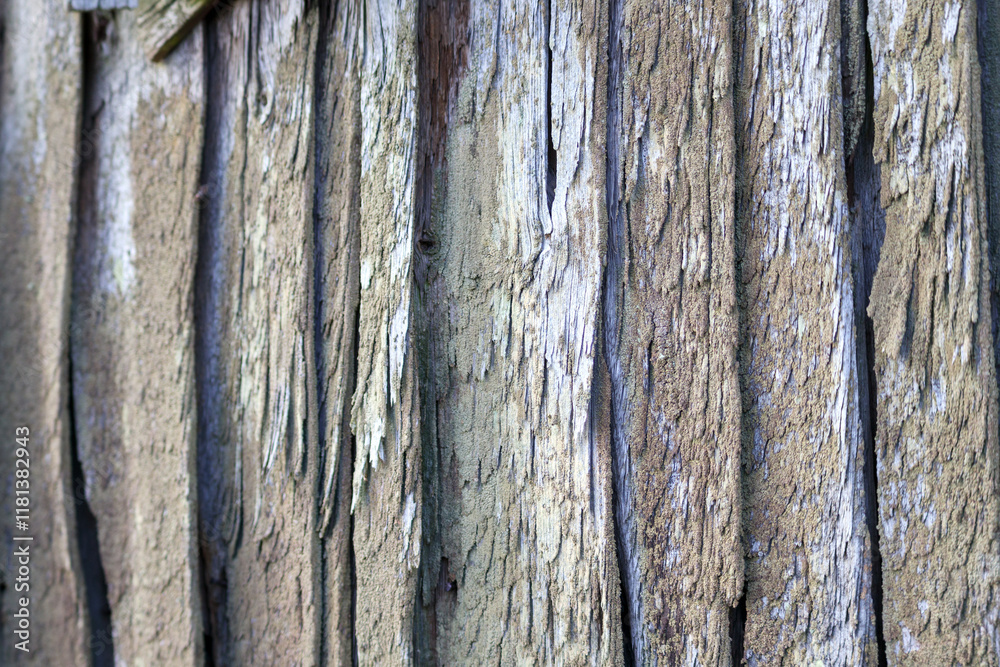 Obraz premium A close-up of the surface of an old, run-down wooden plank, badly damaged by insects, possibly wood-borers.