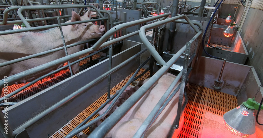 Sows fatten piglets. Breeding and fattening pigs on the farm .