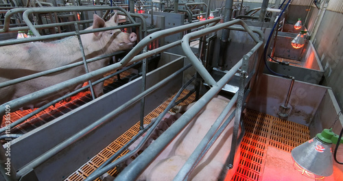 Obraz na płótnie Sows fatten piglets. Breeding and fattening pigs on the farm . w salonie