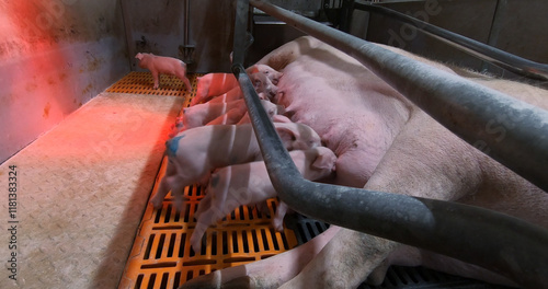 Obraz na płótnie Sows fatten piglets. Breeding and fattening pigs on the farm . w salonie