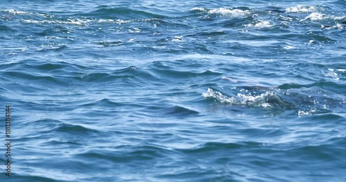 Groupof dolphins swimming in the blue sea, dolphin pods in Amakusa,Japan