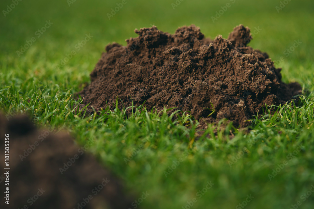 Close up dirt molehill in green grass
Close up dirt molehill in green grass