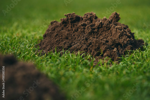 Close up dirt molehill in green grass
 photo